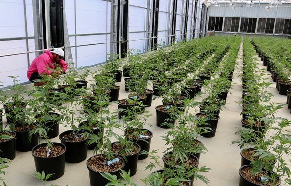 Matt Garza, owner of g7 Farmz, looks over cannabis plants in one of greenhouses operated by California Cannabis.
